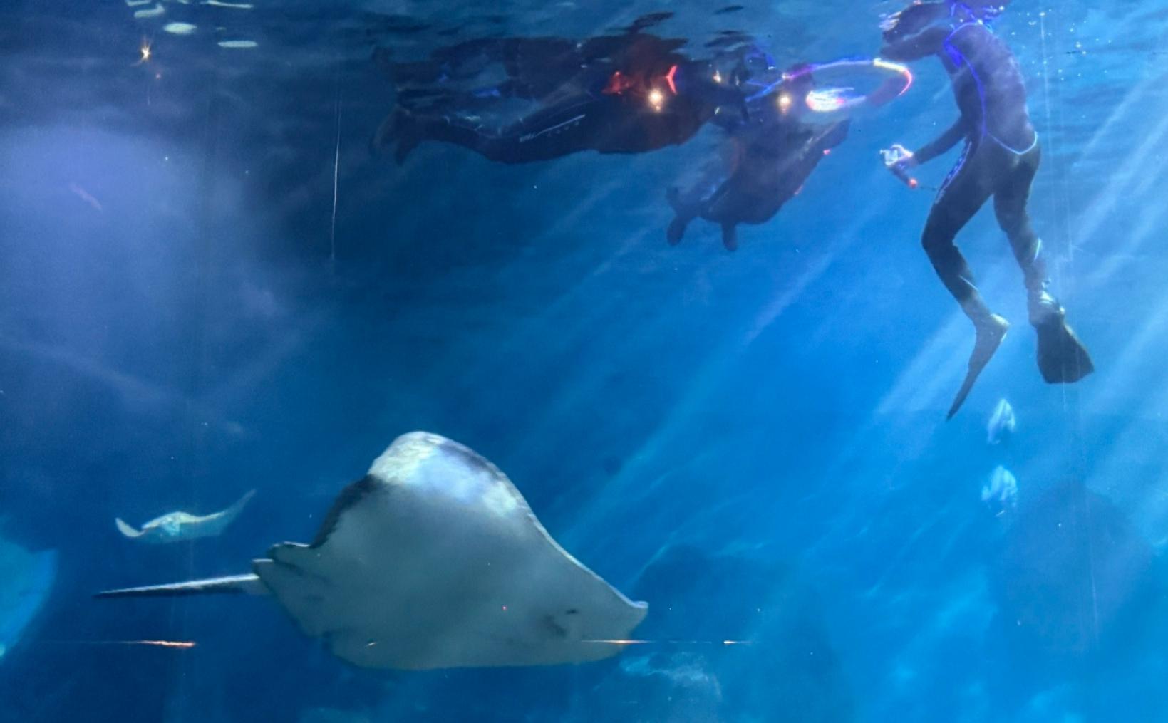 Rays and Snorkeling | Dance with the Ocean