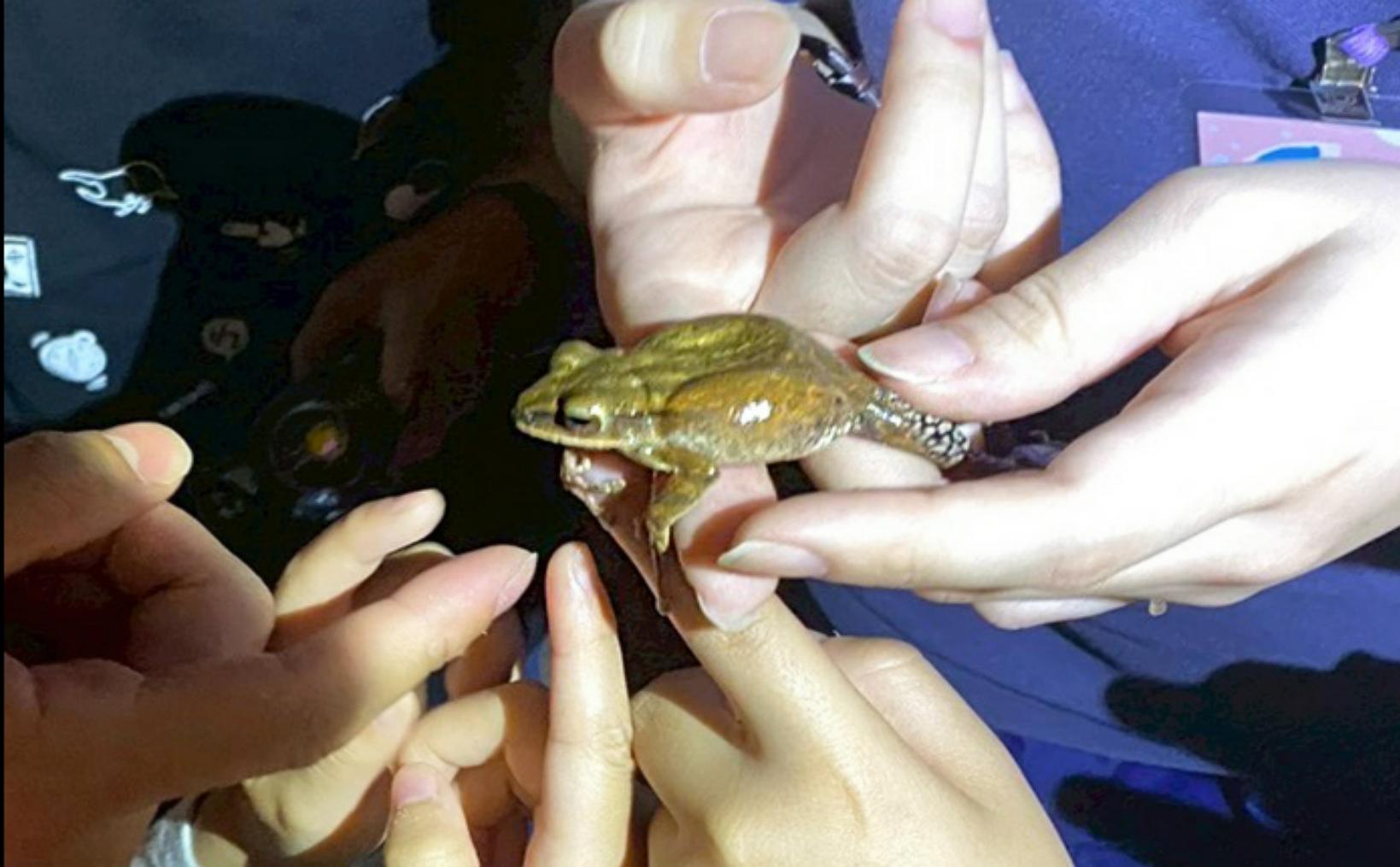Frog Party: Night Wetland Symphony